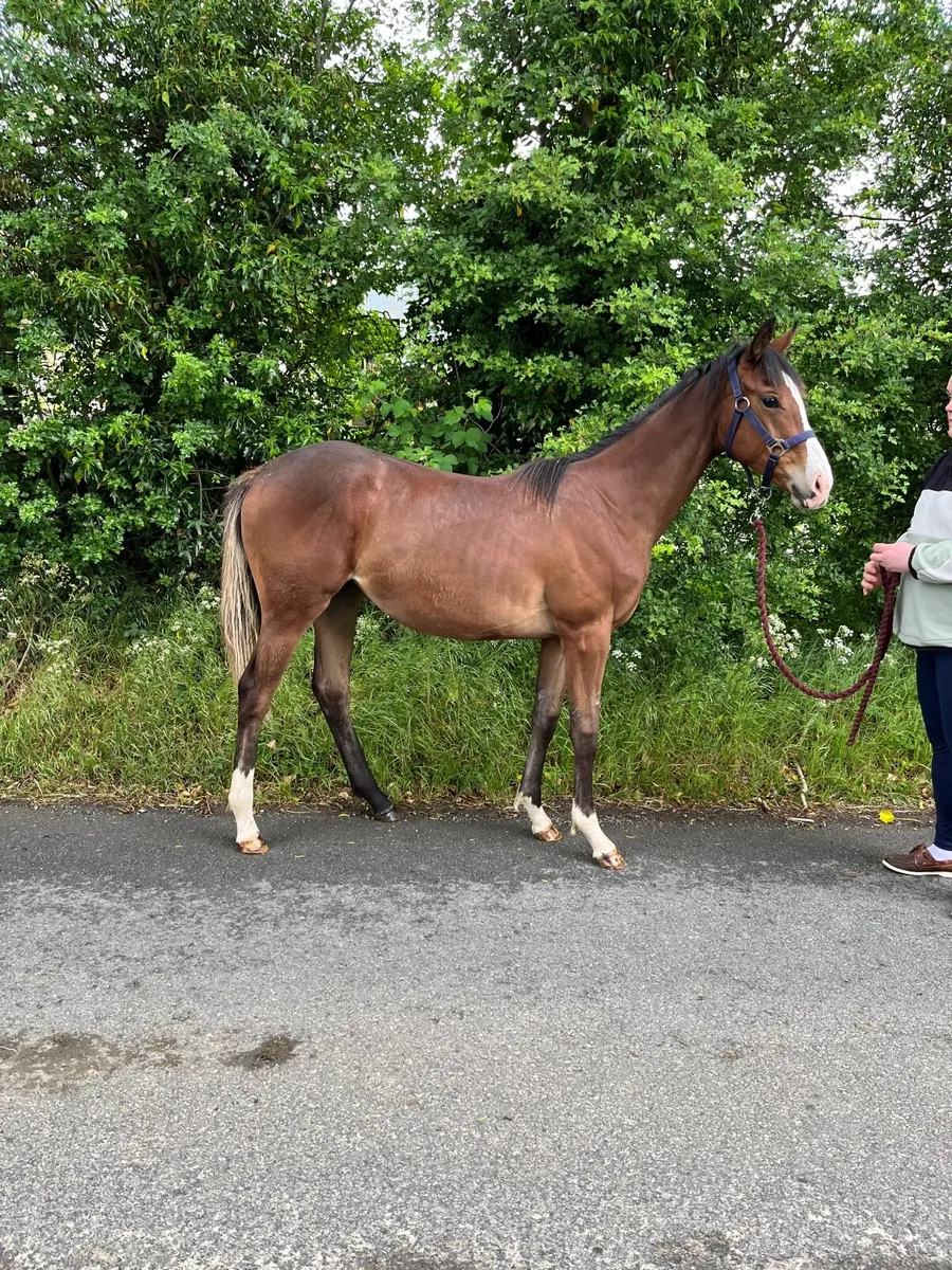 Yearling NH filly - Image 1