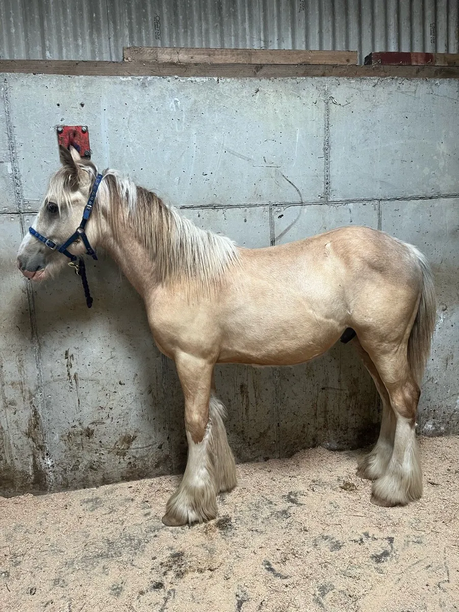 Palomino dun colt - Image 2