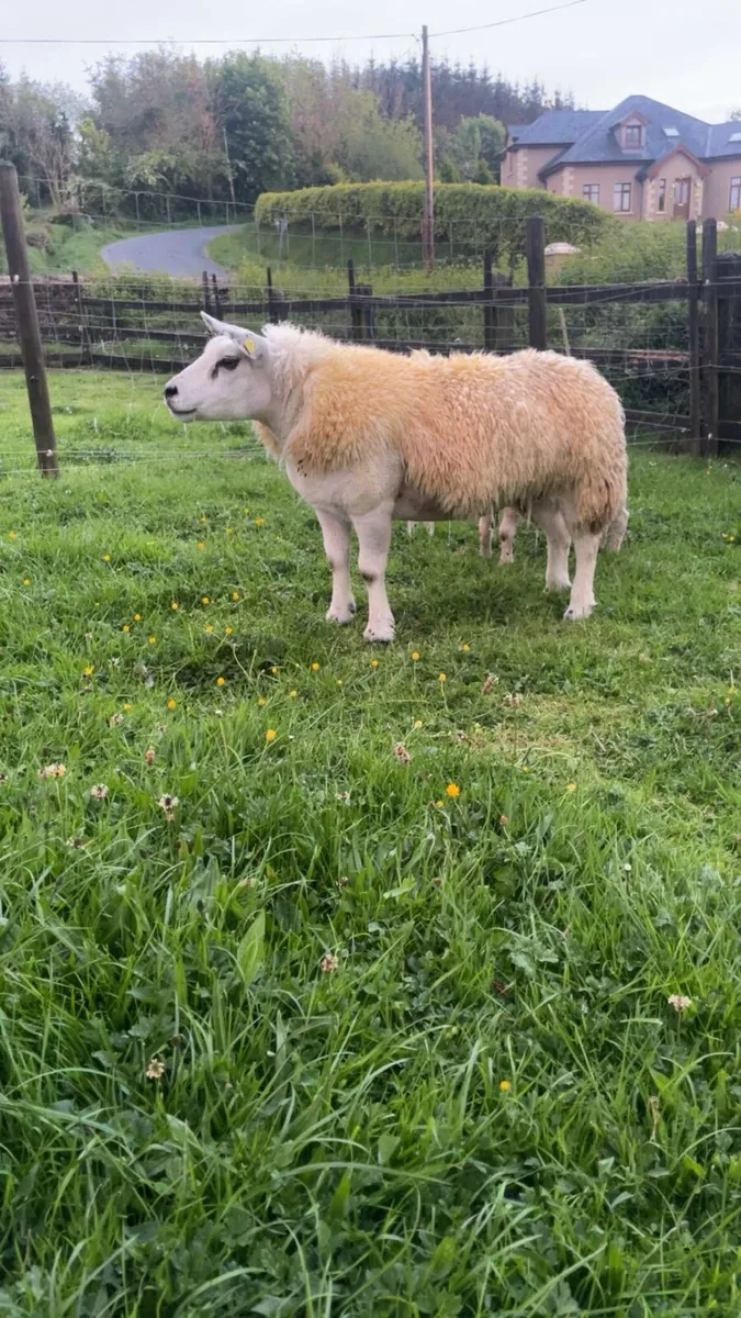 Pedigree Texels - Image 1