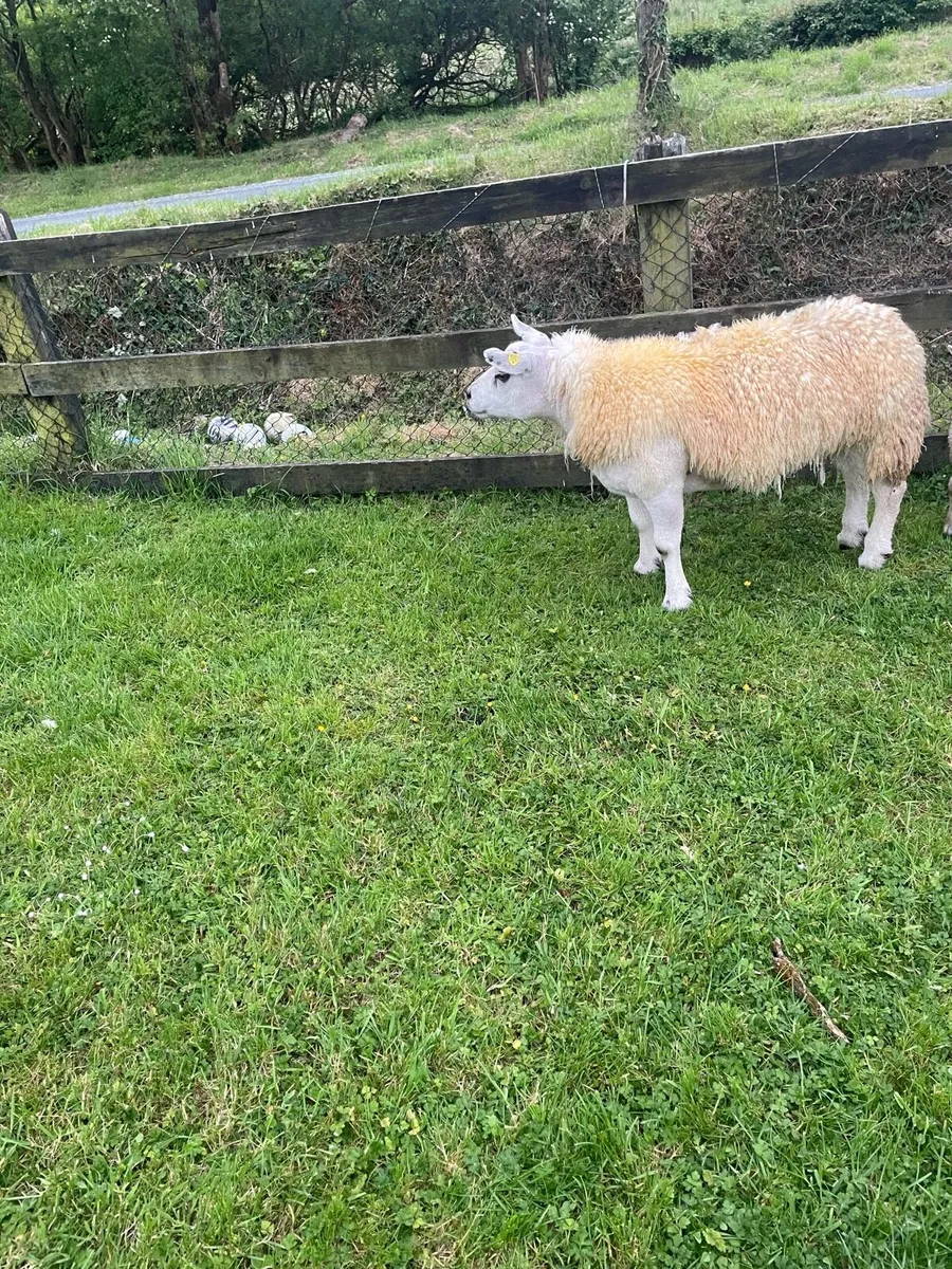 Pedigree Texels - Image 2