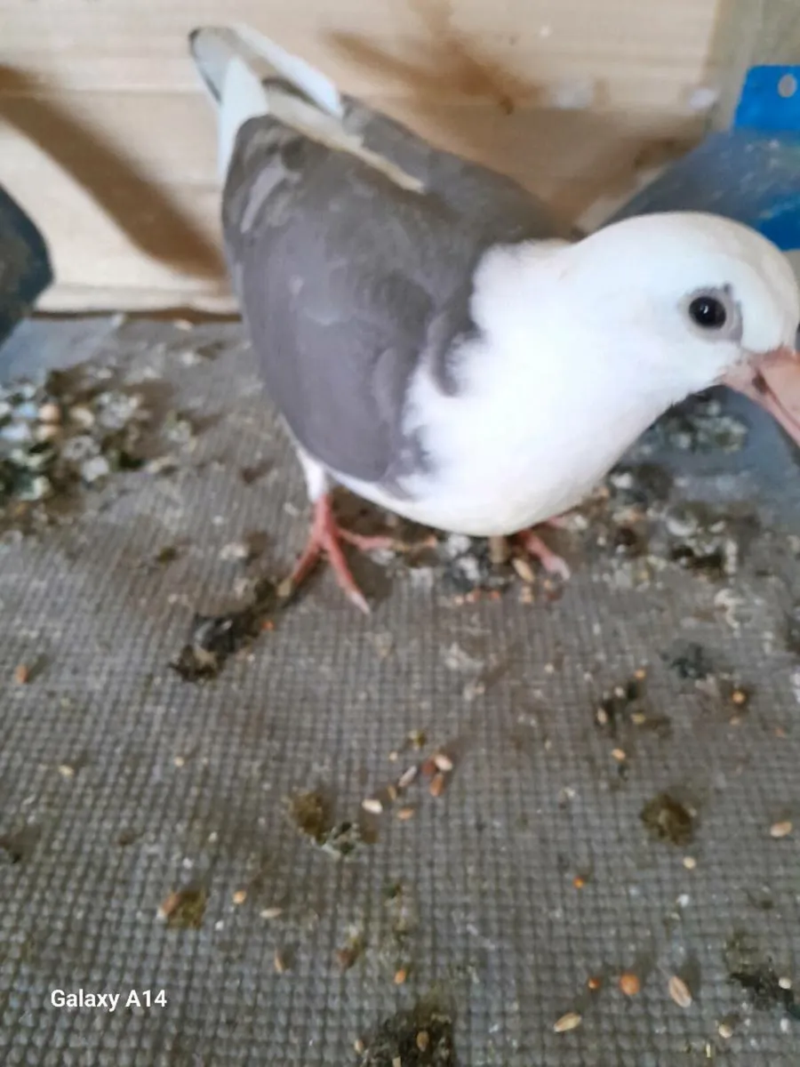 Pigeon - Image 1