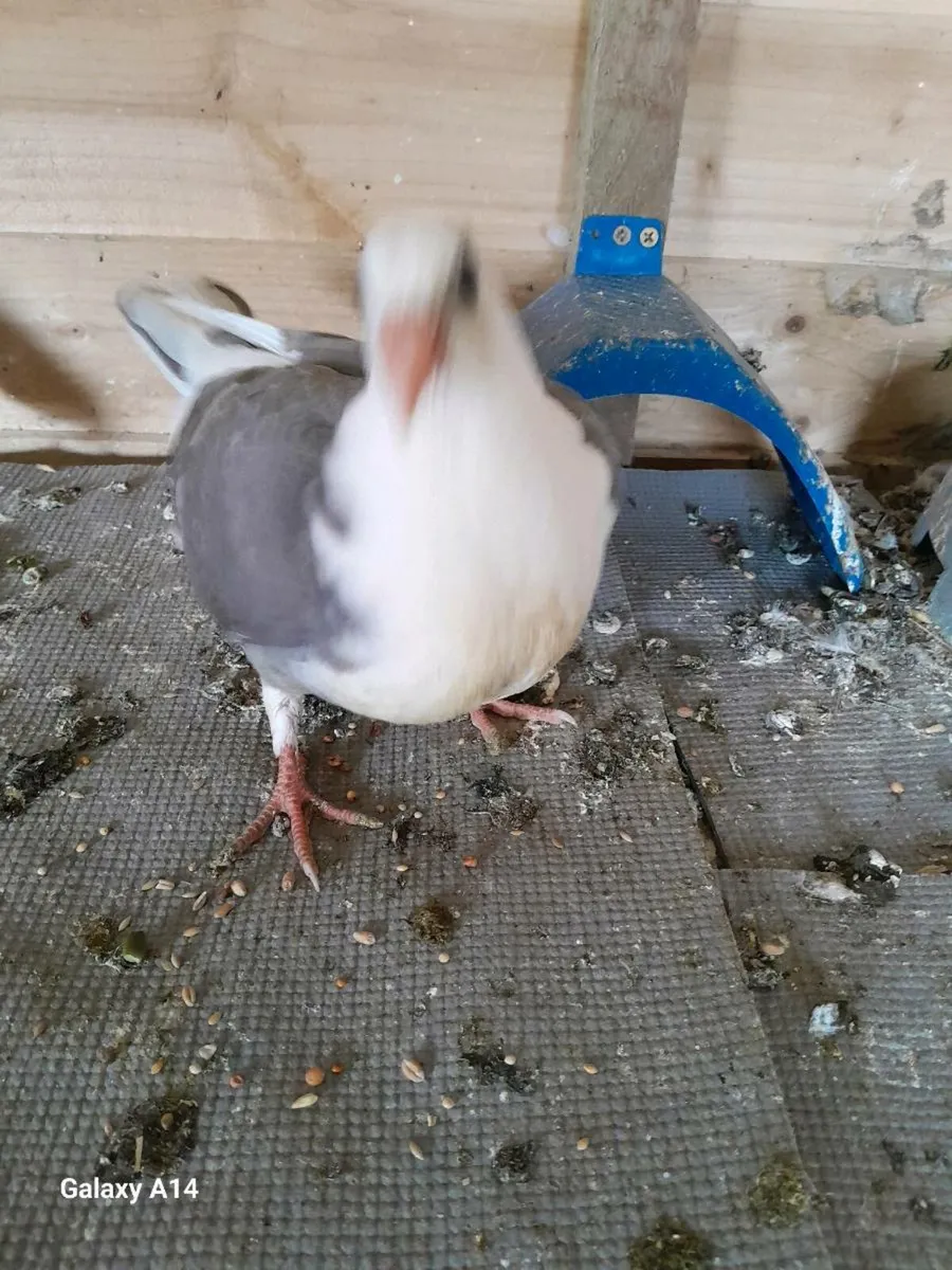 Pigeon - Image 2
