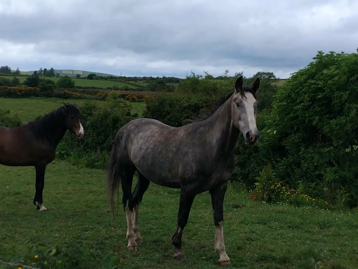 Two horses - Image 1