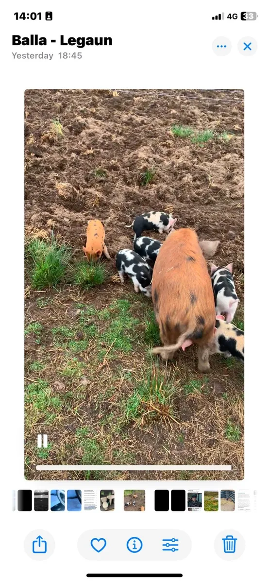 Kune kune piglets for sale - Image 4