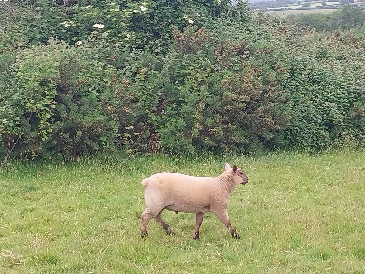 Lamb - Image 1