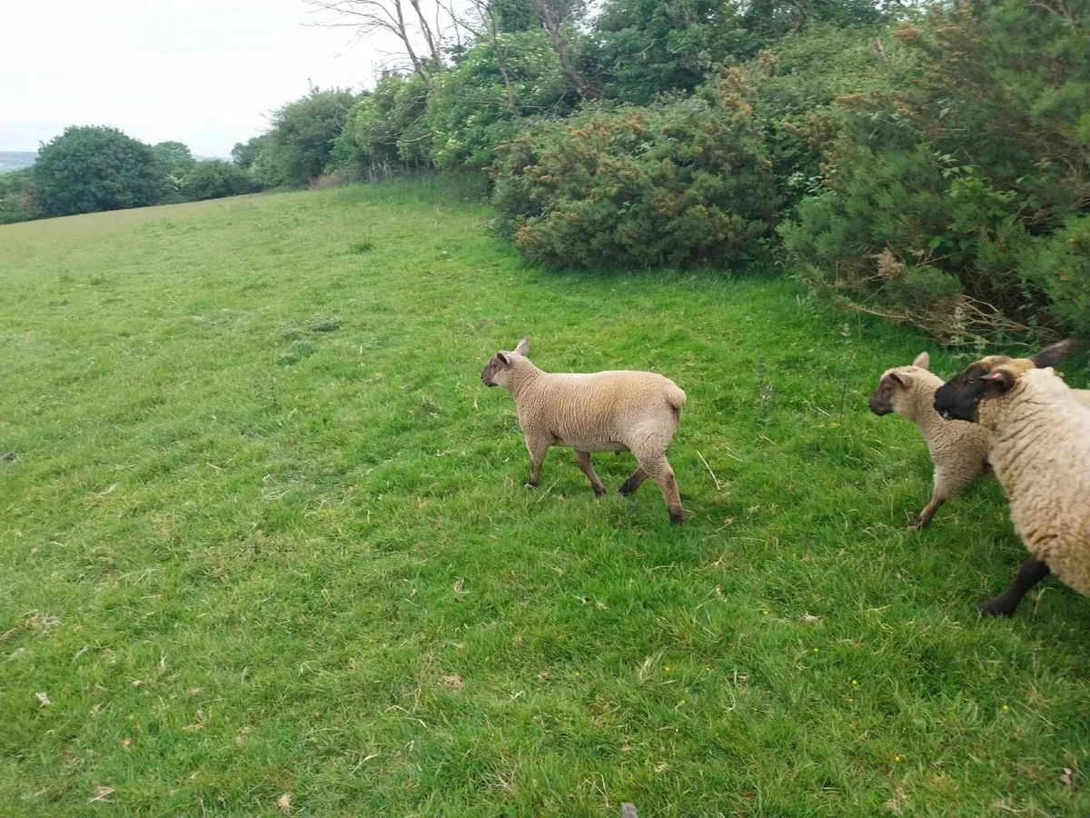 Lamb - Image 2