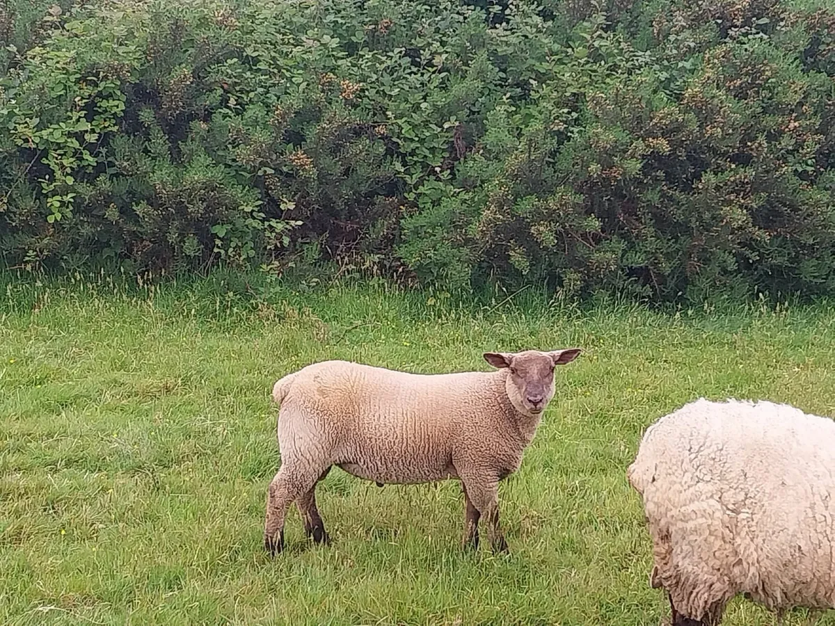 Lamb - Image 3