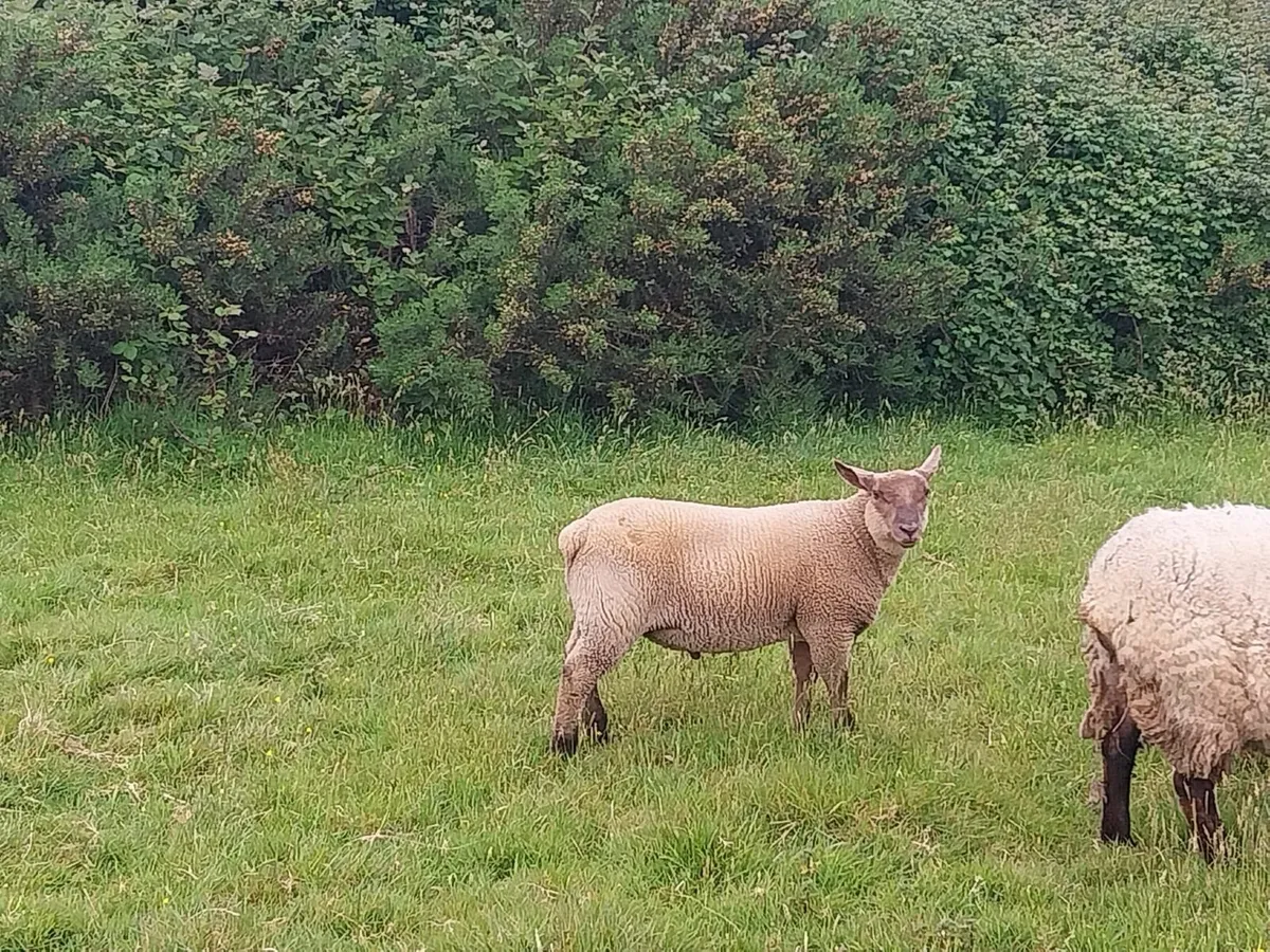 Lamb - Image 4
