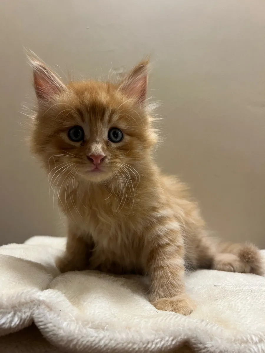 Maincoon kittens - Image 1