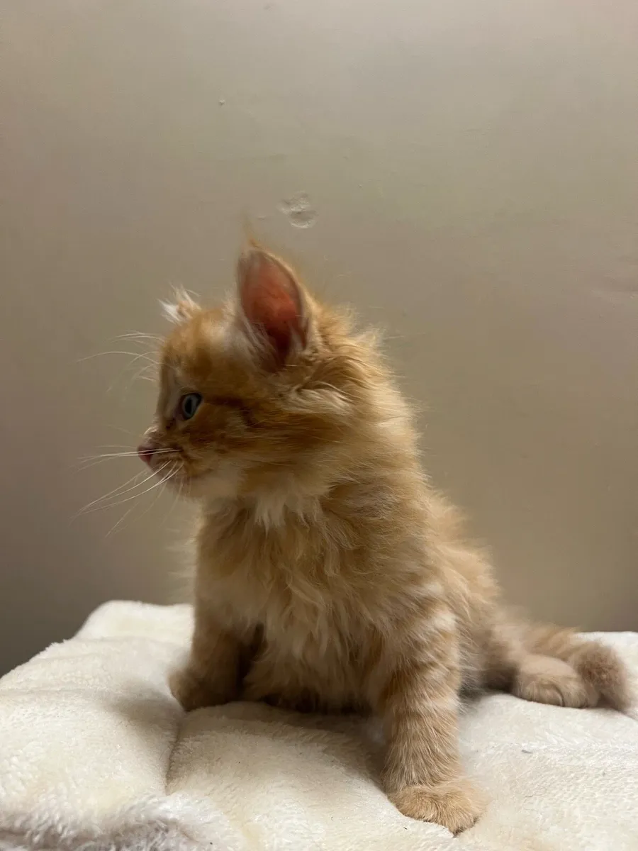 Maincoon kittens - Image 2