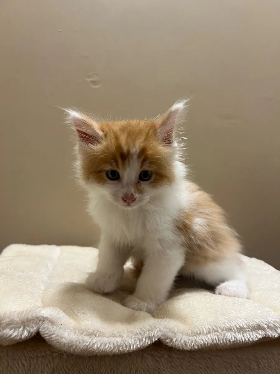 Maincoon kittens - Image 3