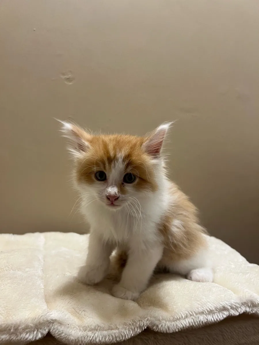 Maincoon kittens - Image 4