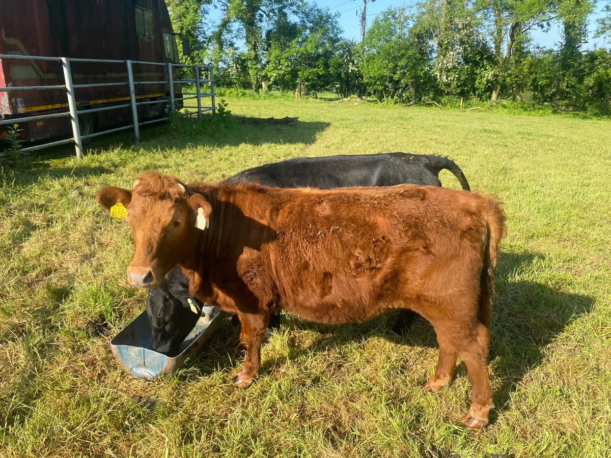 Lovely red Dexter heifer - Image 2