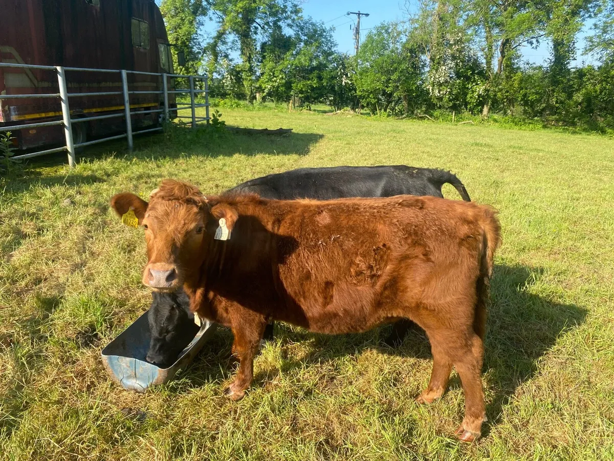 Lovely red Dexter heifer - Image 3