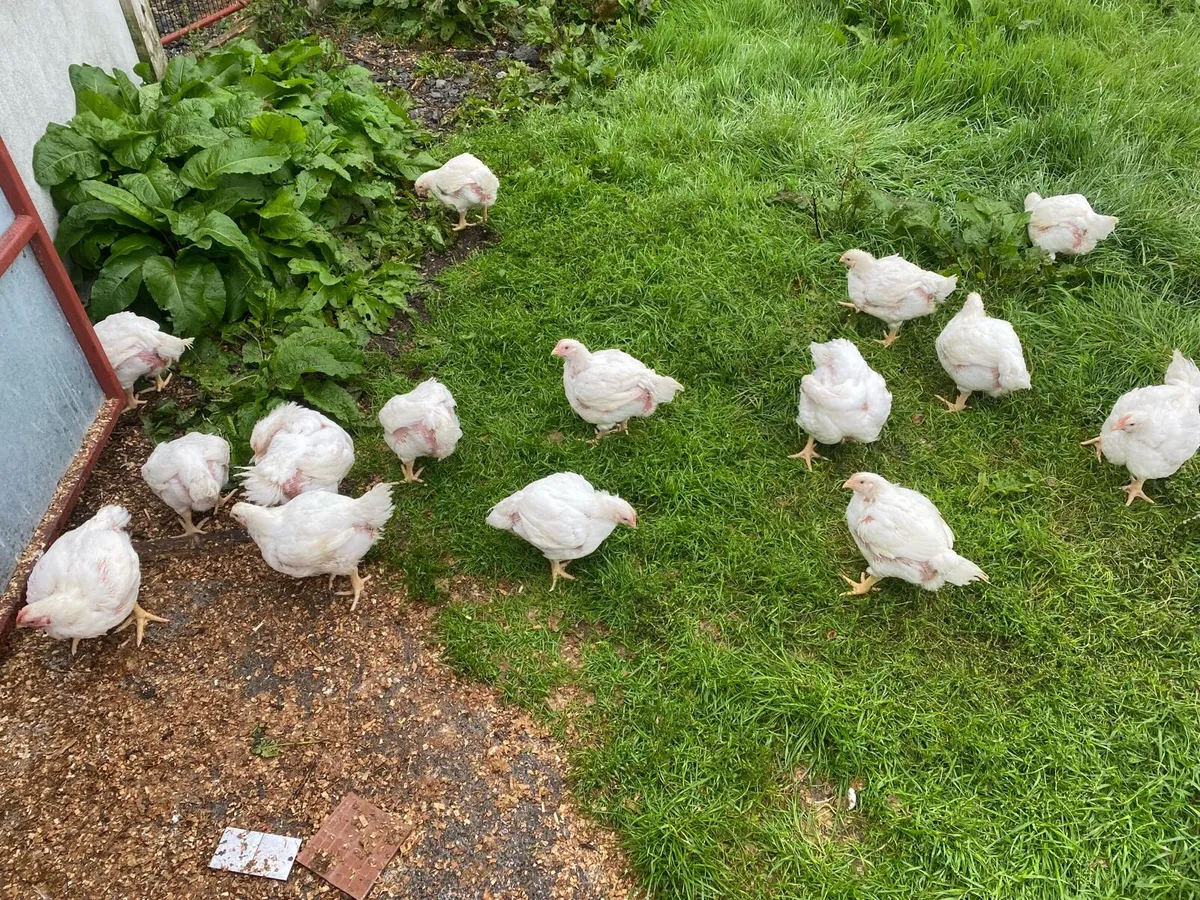 Broilers - Image 3