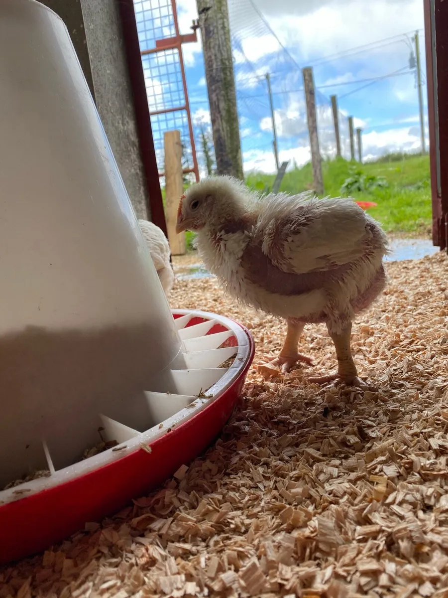 Broilers - Image 4