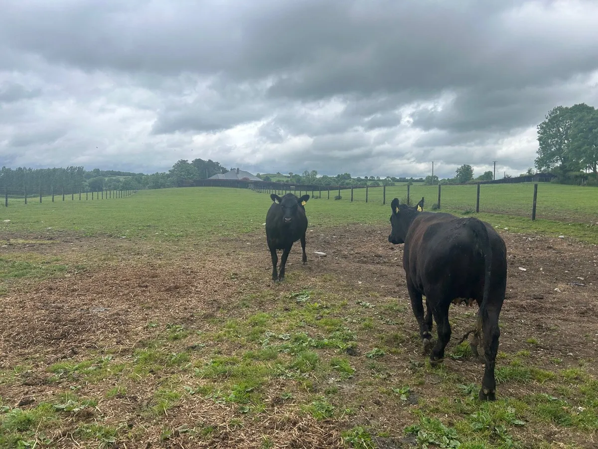 3 super  Angus  Springer heifers - Image 1