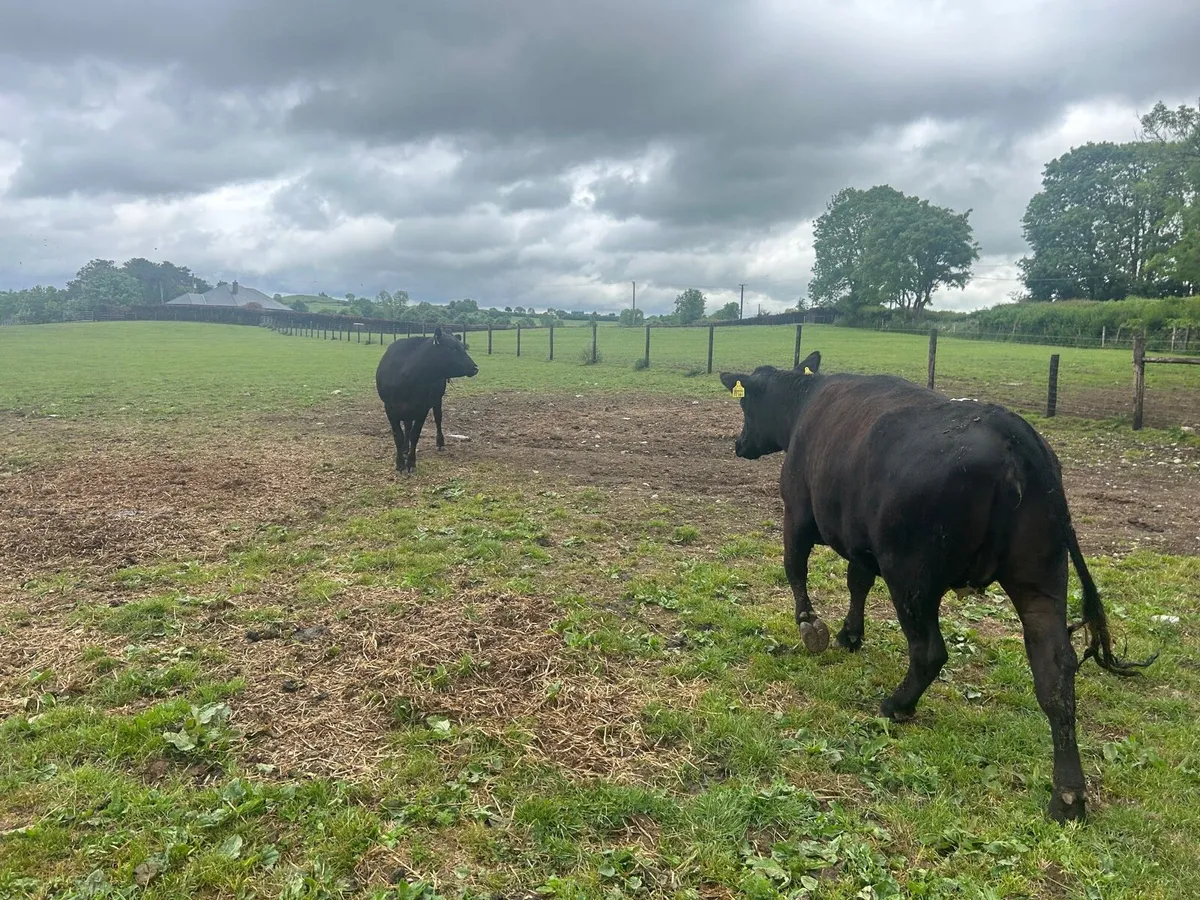 3 super  Angus  Springer heifers - Image 2