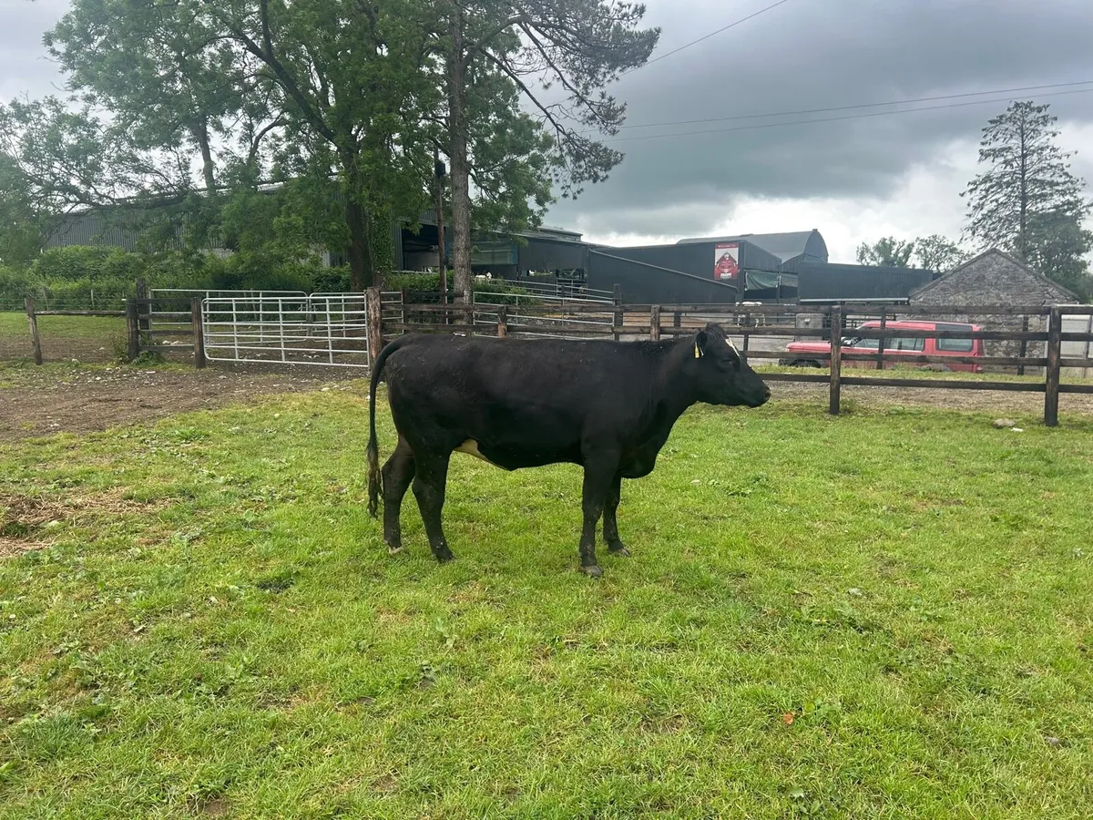 3 super  Angus  Springer heifers - Image 3