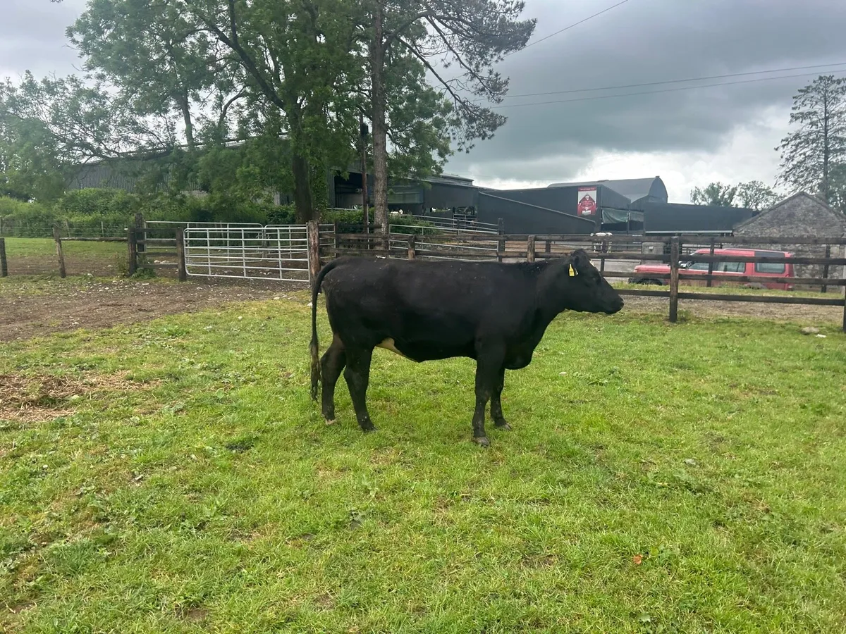 3 super  Angus  Springer heifers - Image 4