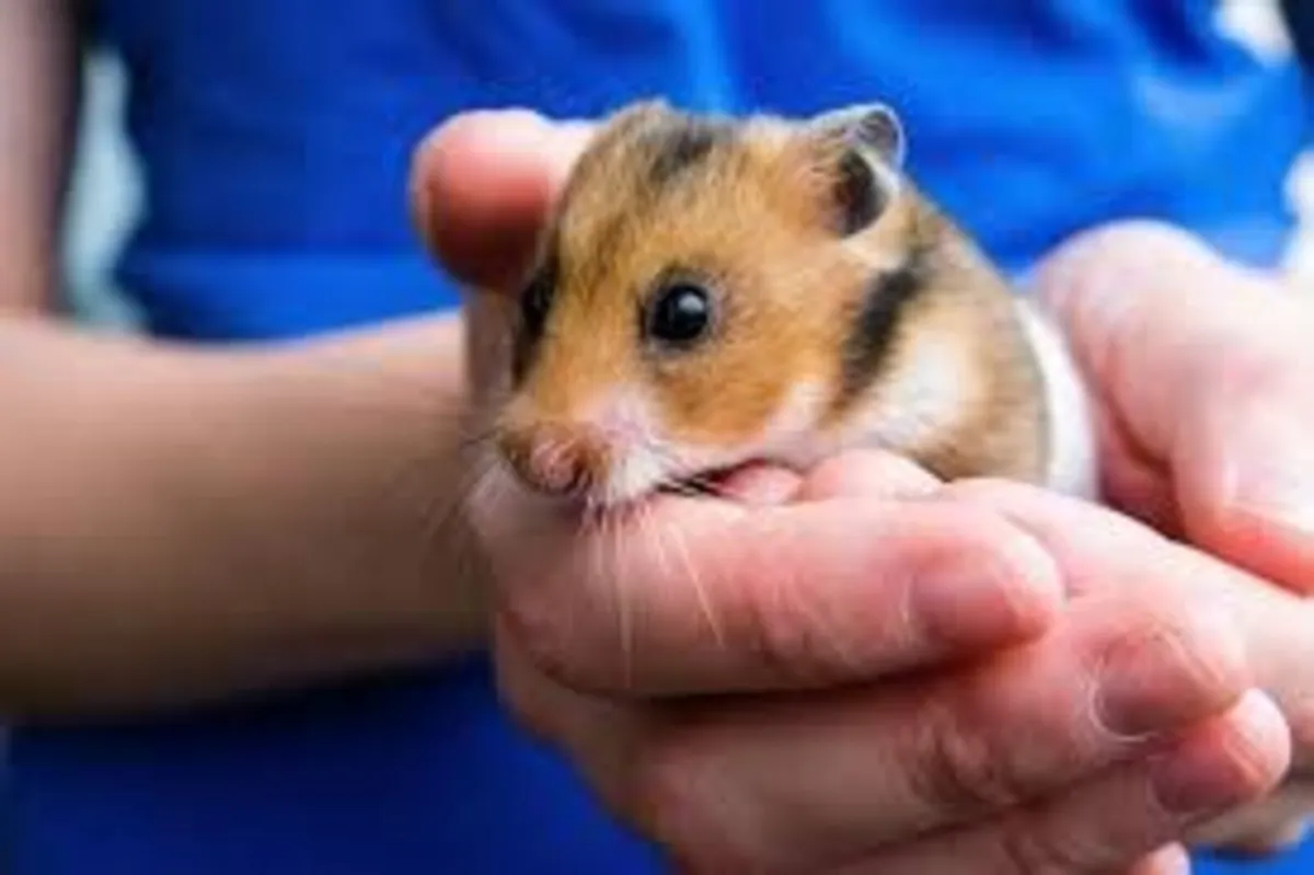 Hamsters,Gerbils,Mice,Pigeons in Kerry/Cork - Image 4