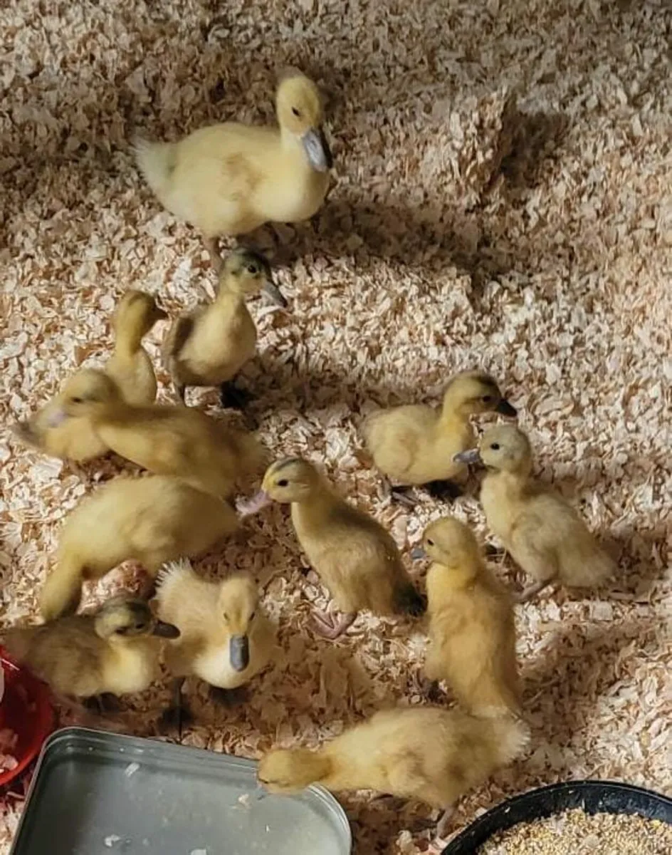 Welsh Harlequin Ducklings
