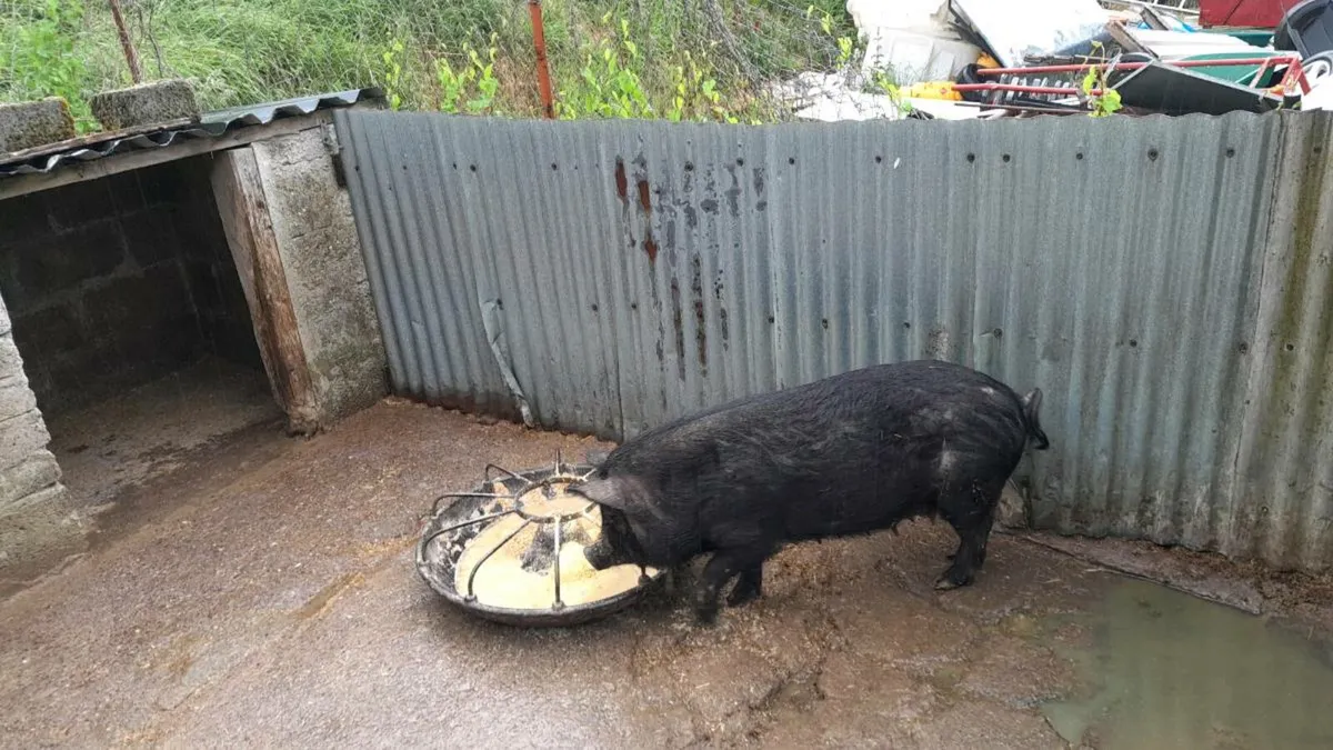 Micro sow suitable for pet farm