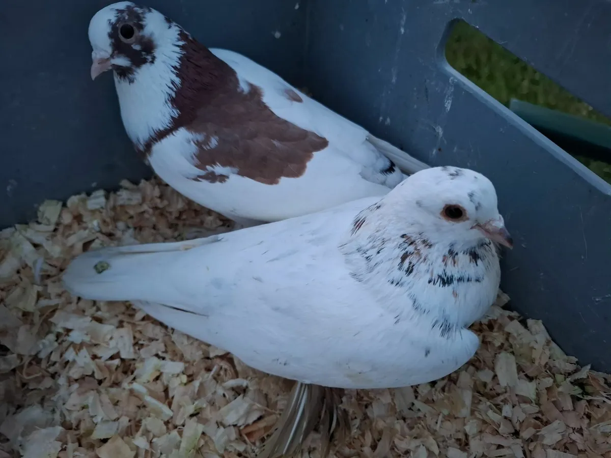 Hamsters,Gerbils,Mice,Pigeons in Kerry/Cork - Image 3