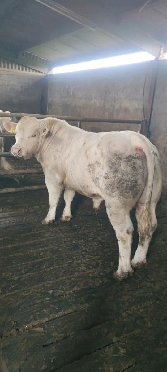 Charolais Bull - Image 2