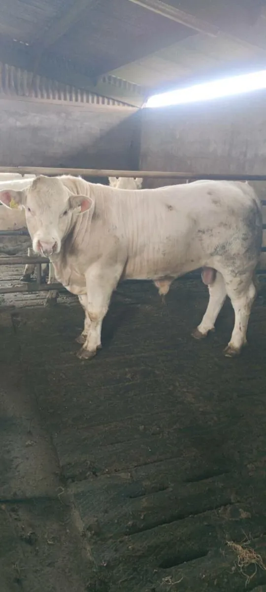 Charolais Bull - Image 3