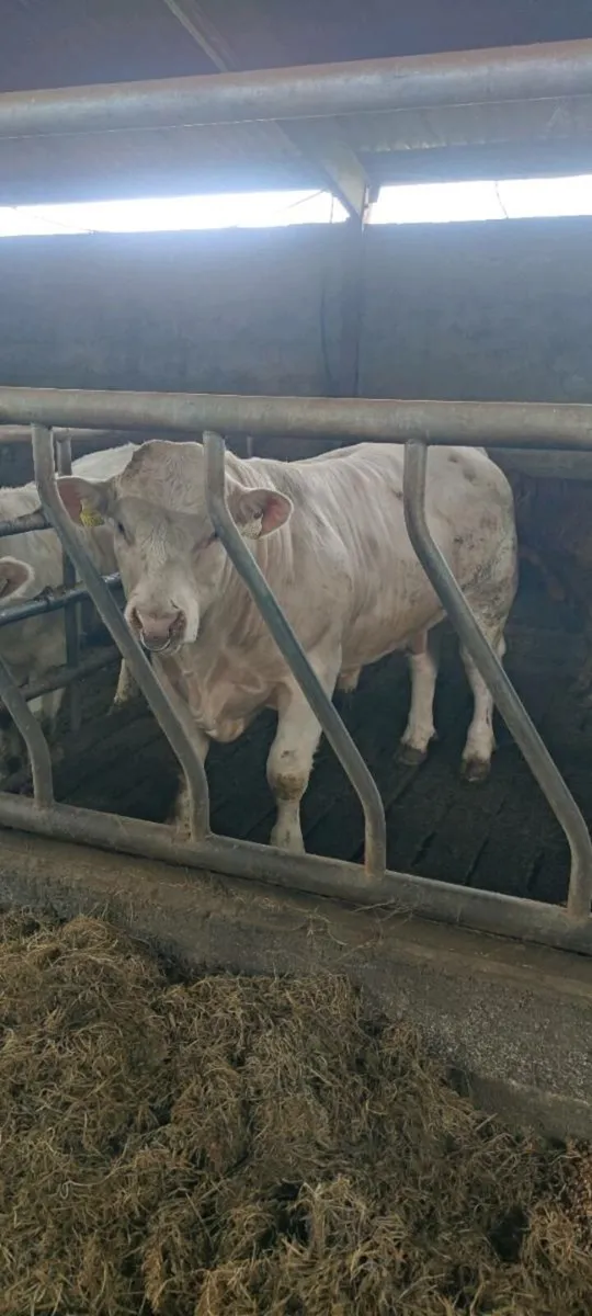 Charolais Bull - Image 4