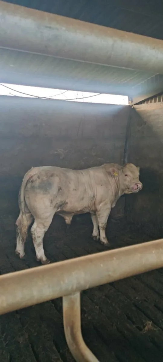 Charolais Bull - Image 1