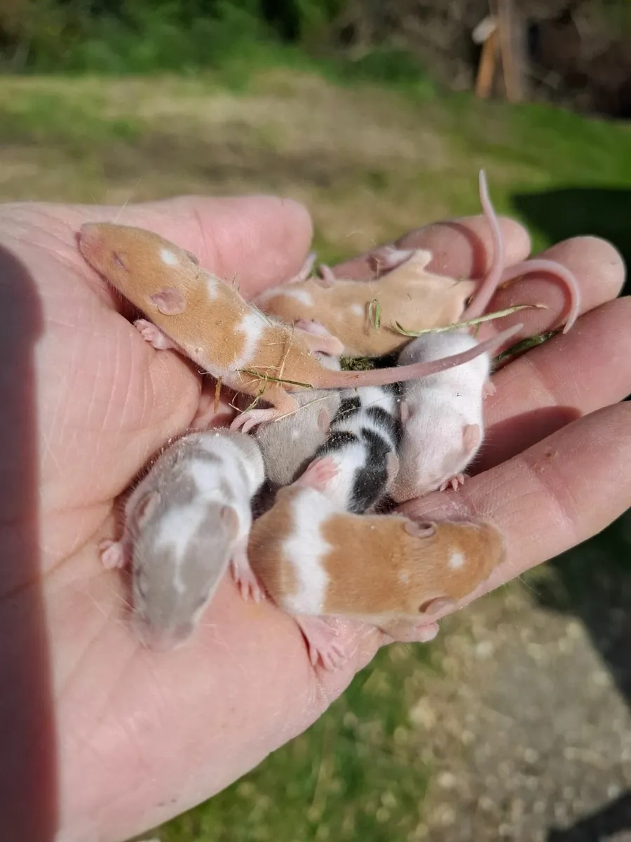 Hamsters,Gerbils,Mice,Pigeons in Kerry/Cork - Image 1
