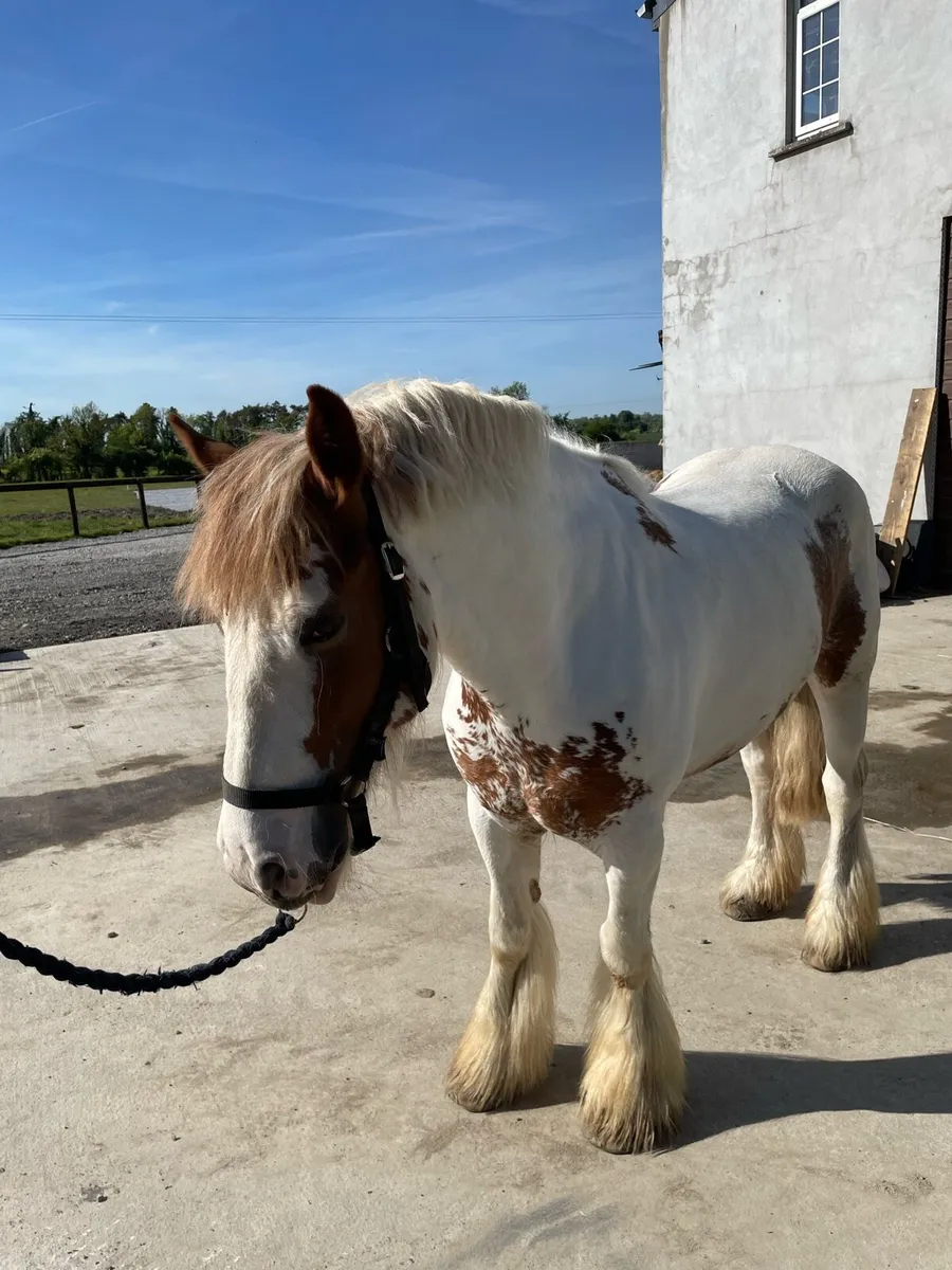 14’2 6yo skewbald gelding - Image 3