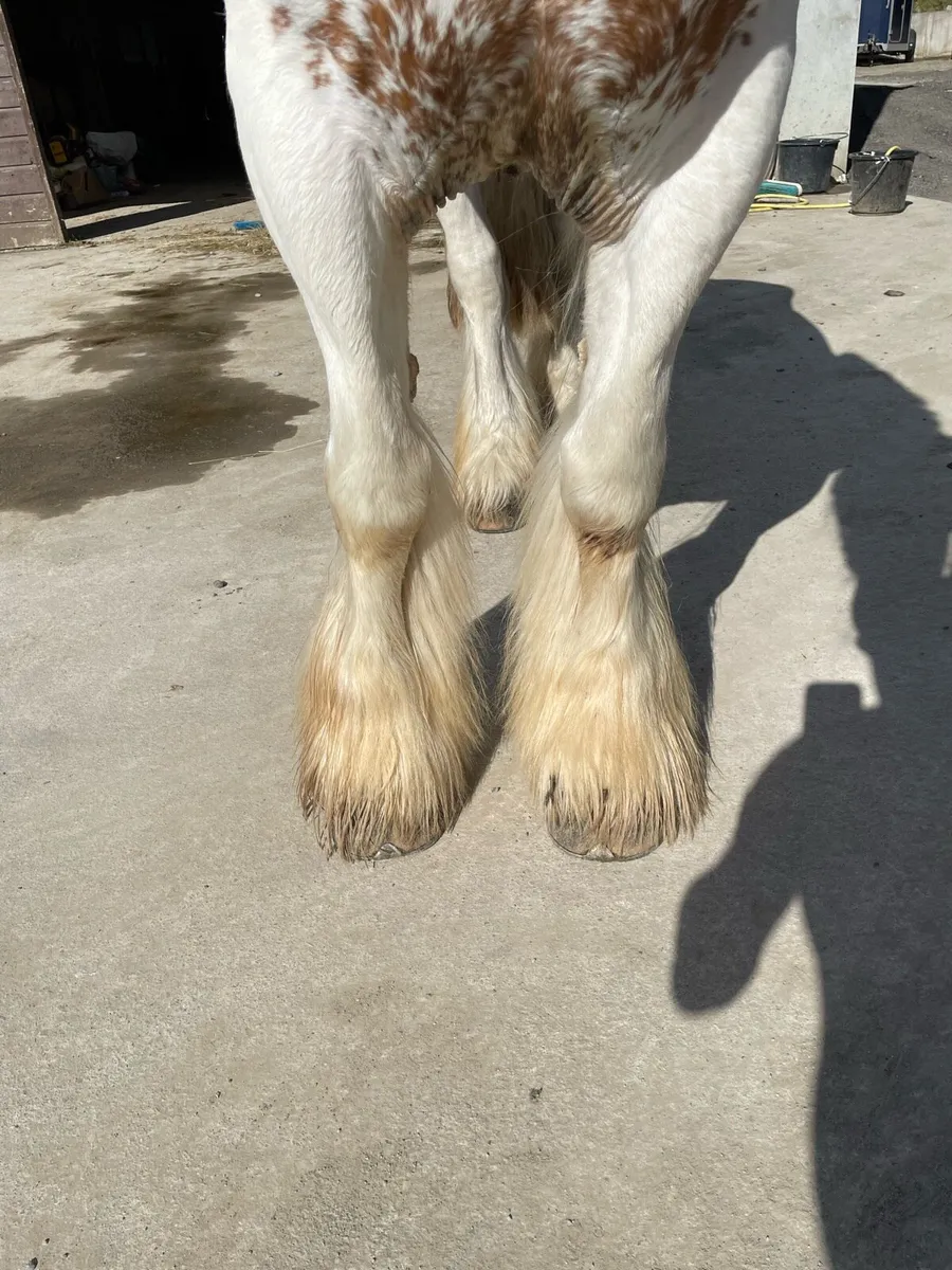 14’2 6yo skewbald gelding - Image 4