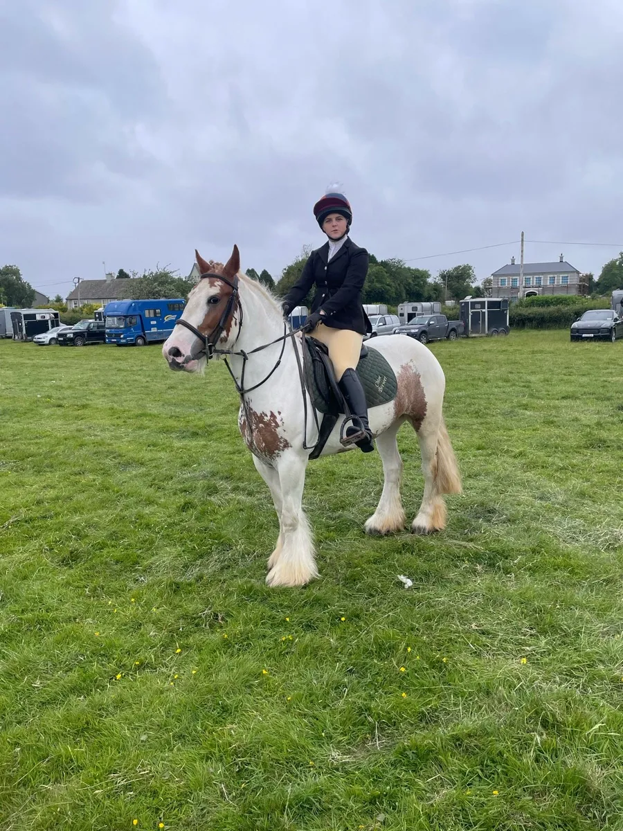 14’2 6yo skewbald gelding - Image 1