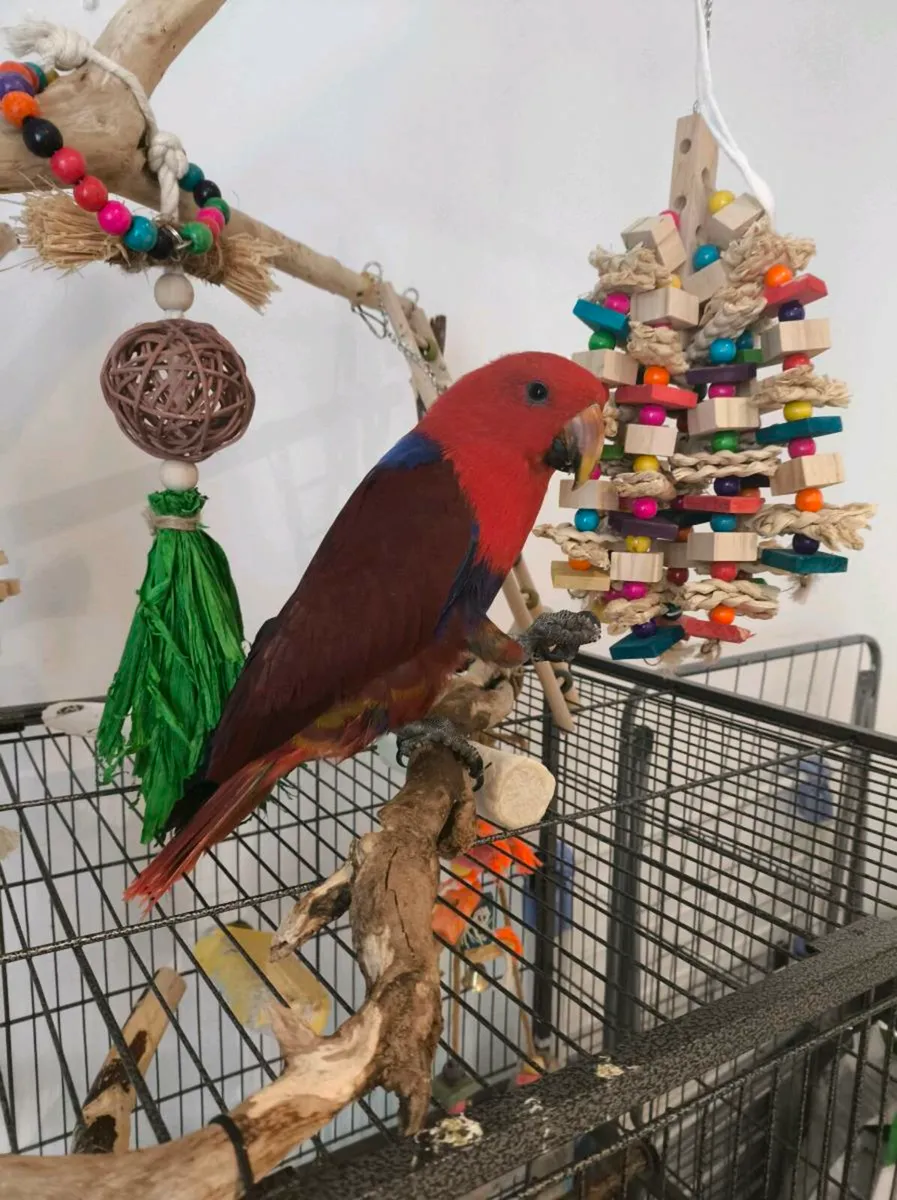 Hand-Tamed Female Eclectus Parrot + Cage - Image 2