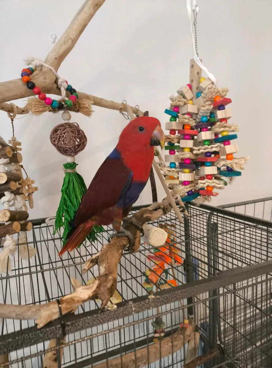 Hand-Tamed Female Eclectus Parrot + Cage - Image 1