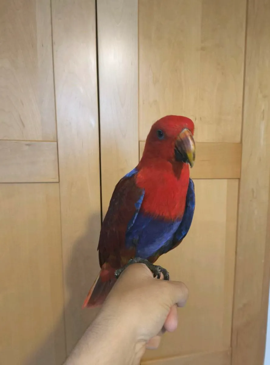 Hand-Tamed Female Eclectus Parrot + Cage - Image 4