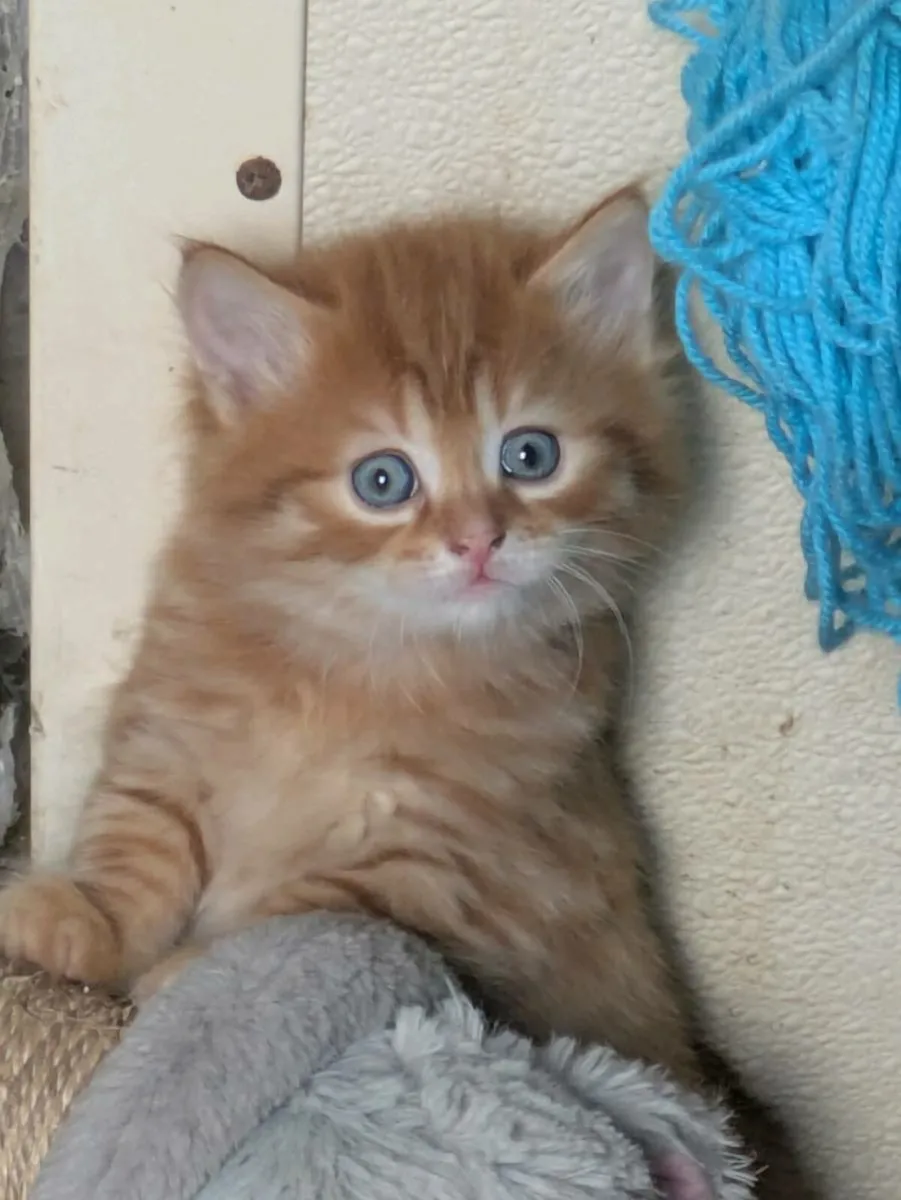 GORGEOUS SHORTHAIR CROSS KITTENS - Image 2