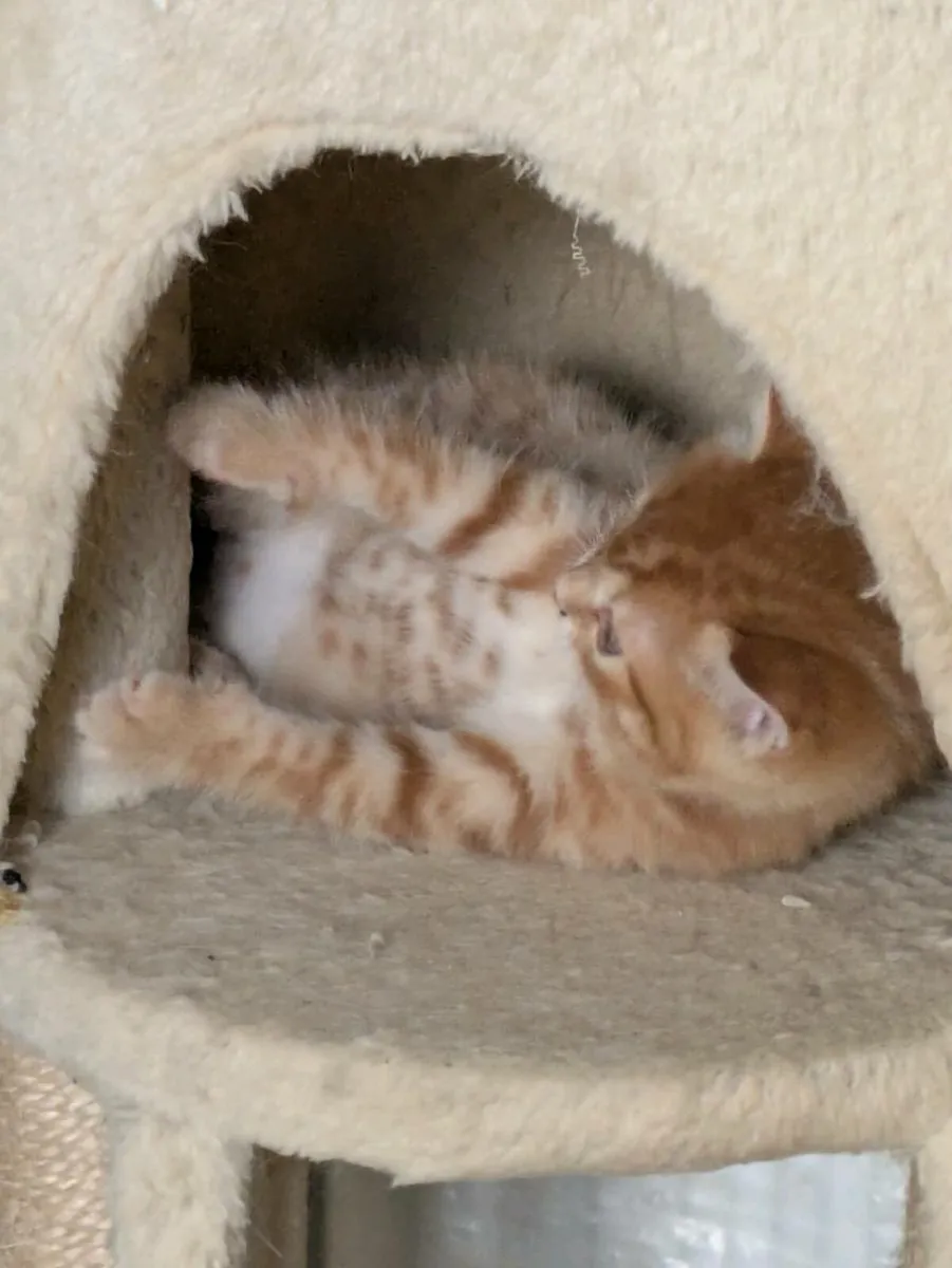 GORGEOUS SHORTHAIR CROSS KITTENS - Image 3