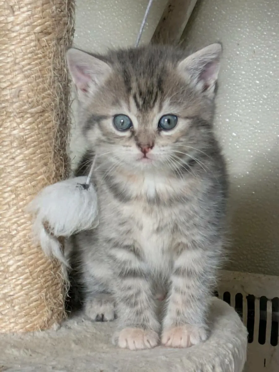 GORGEOUS SHORTHAIR CROSS KITTENS - Image 4