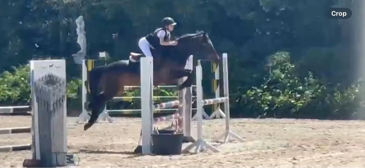 148cm 5yr old showjumping 1.10m Sji - Image 1
