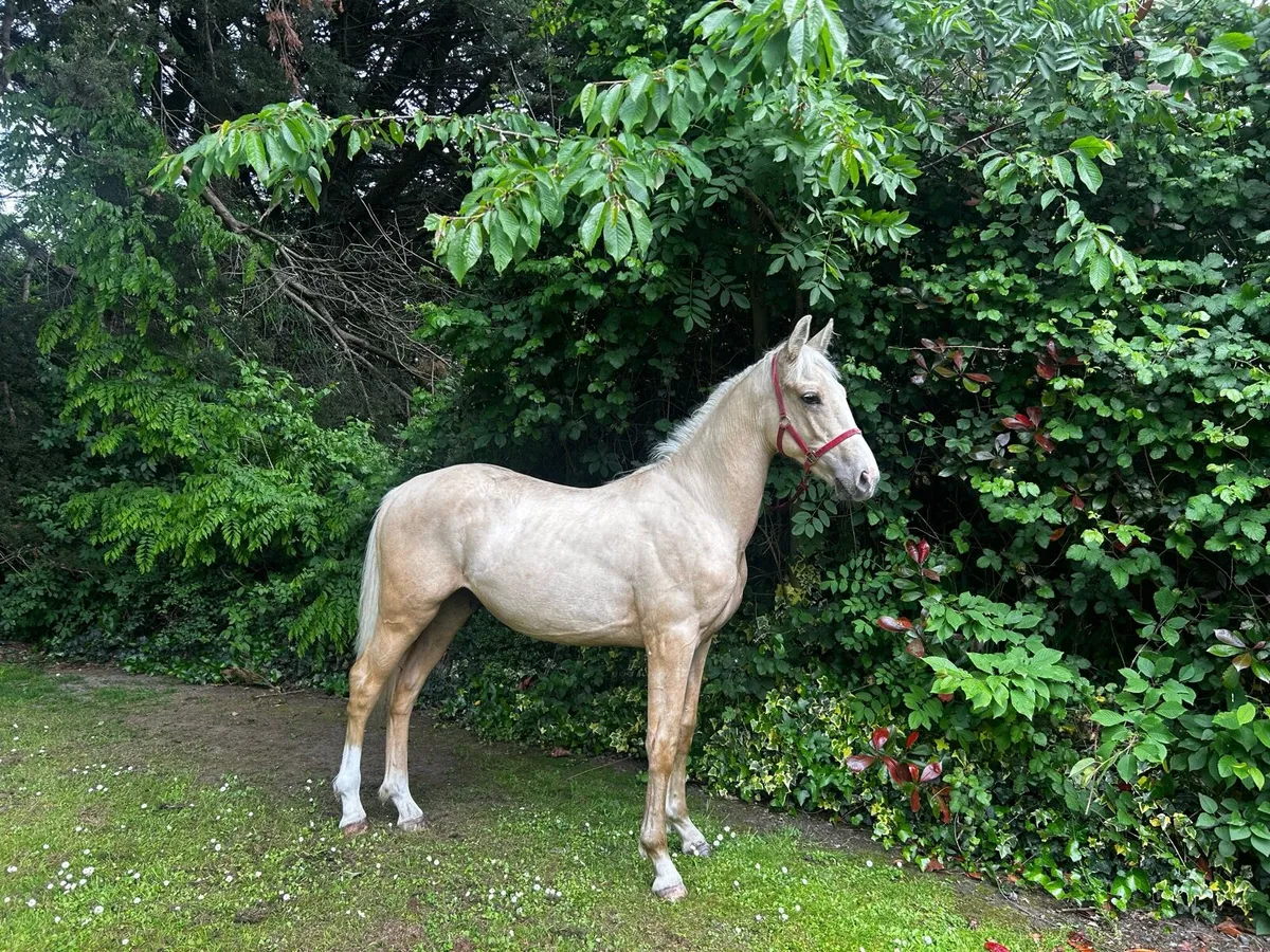 Yearling colt - Image 1