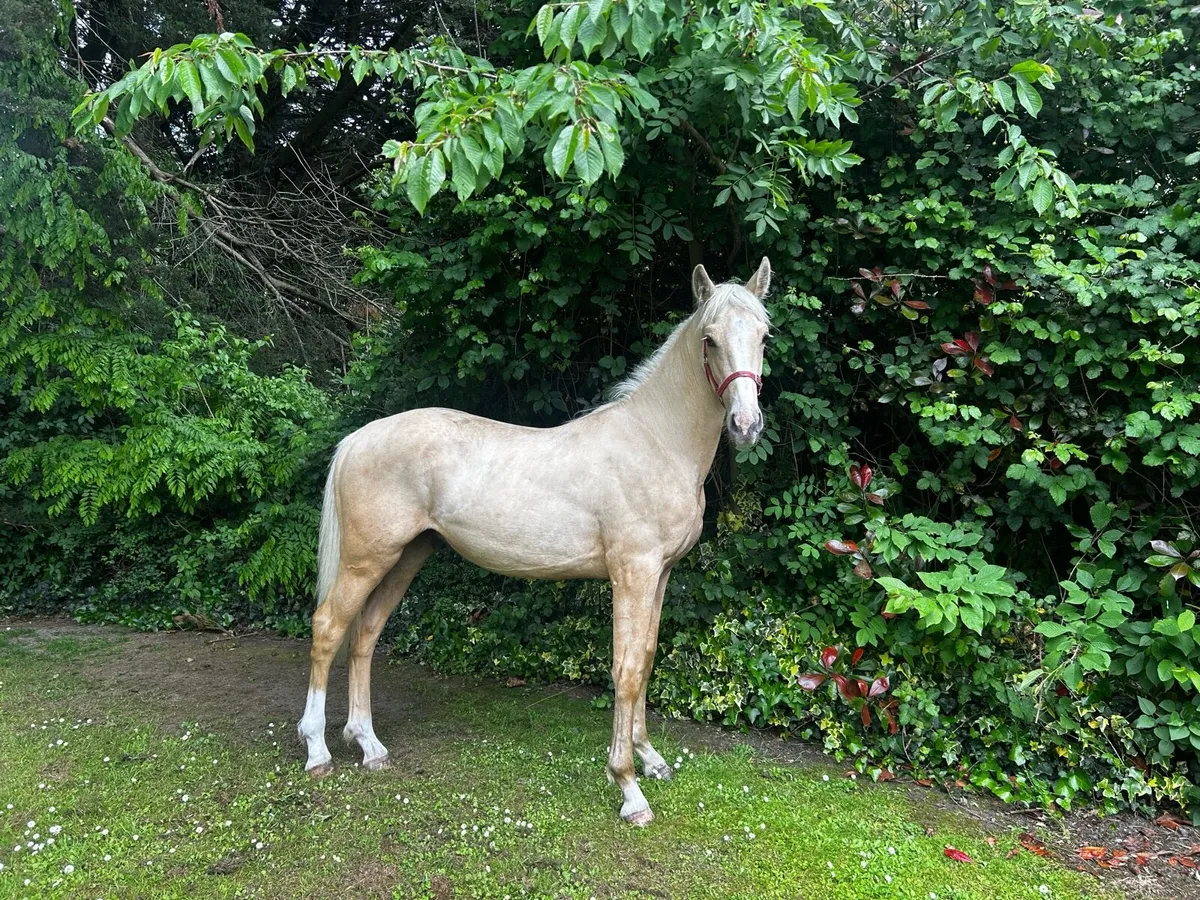 Yearling colt - Image 2