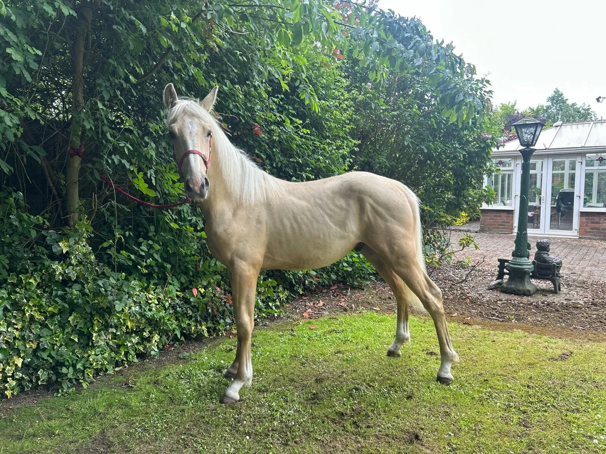 Yearling colt - Image 3