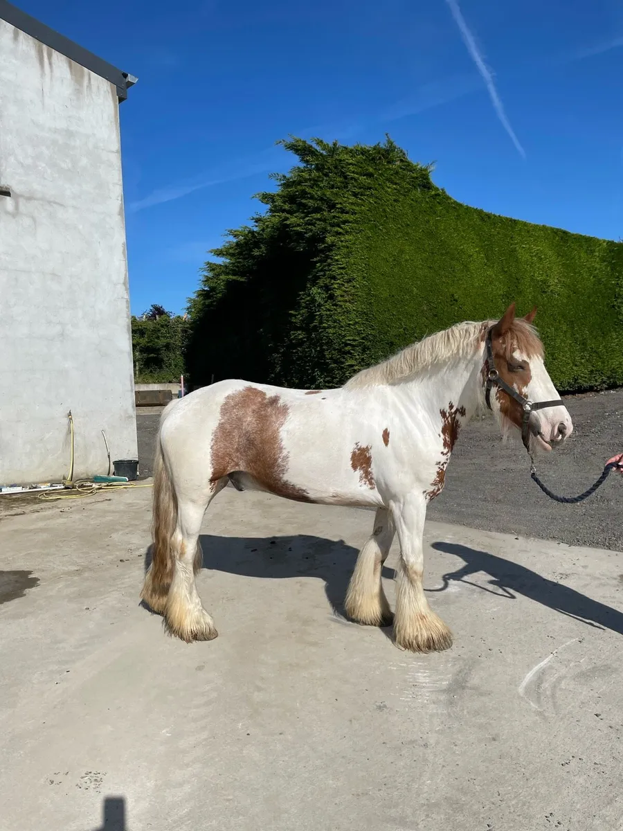 14’2 6yo skewbald gelding - Image 2