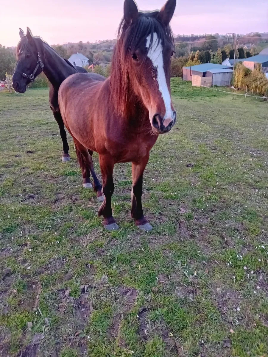 Horse - Image 1