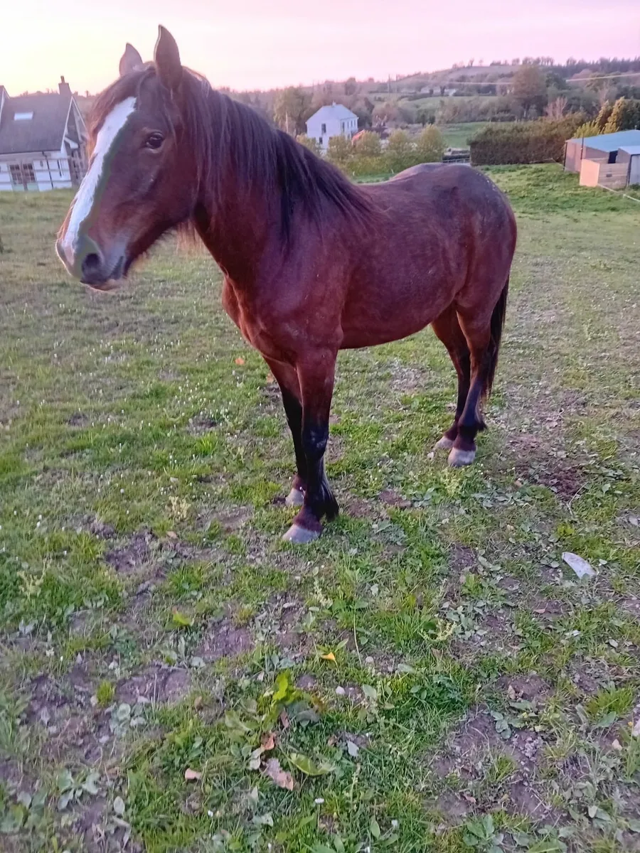 Horse - Image 2