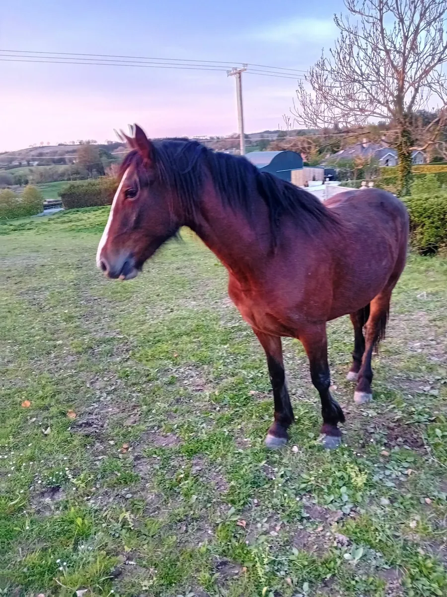 Horse - Image 3